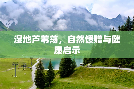 湿地芦苇荡，自然馈赠与健康启示